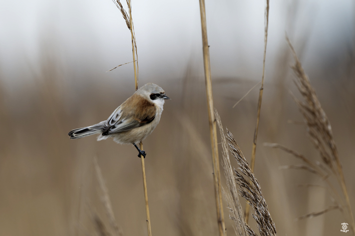 Rmiz penduline, Kerbinigou, Trogat (29), le 10 dcembre 2022, photo Jean-Michel Lucas.