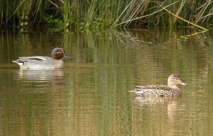 Couple, Le Relec, Plounour-Mnez (29), 2 avril 2008, photo Franois Sit.