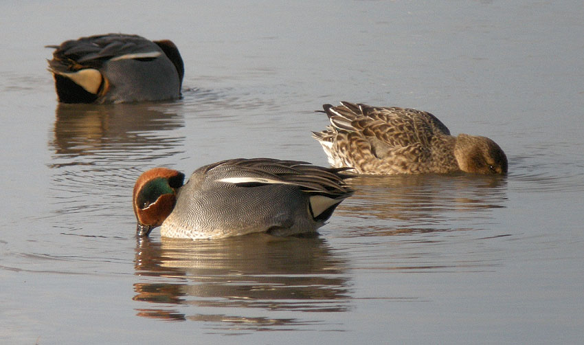 Mles et femelle, baie de Goulven (Finistre), 11 janvier 2009, photo Franois Sit.