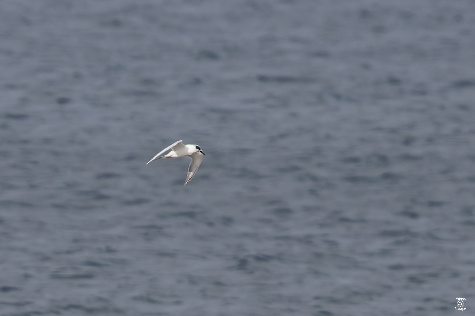 Sterne de Forster adulte ; Guiss�ny, Finist�re ; le 2 novembre 2024 ; photos : Jean-Michel Lucas.