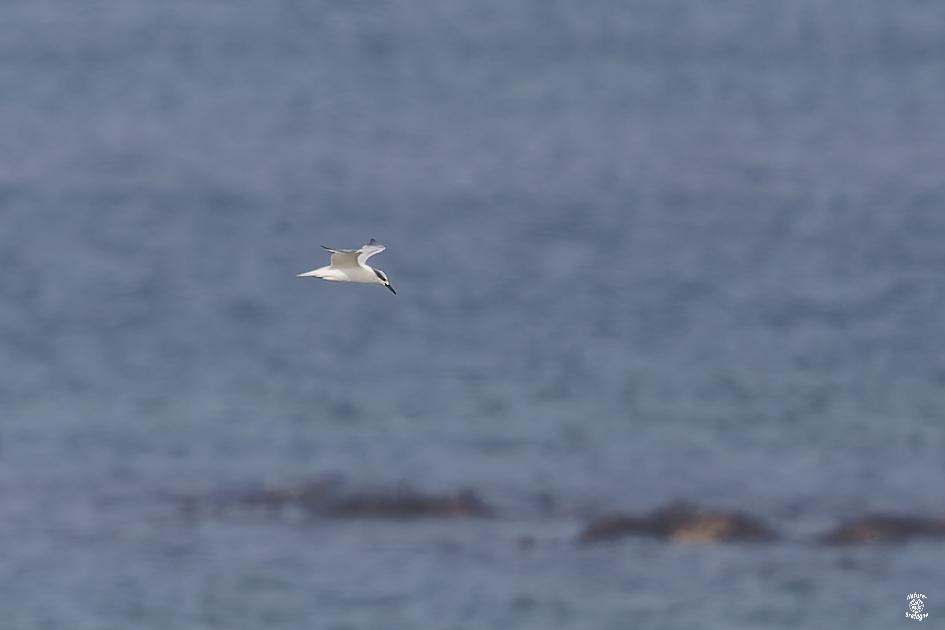 Sterne de Forster adulte ; Guiss�ny, Finist�re ; le 2 novembre 2024 ; photos : Jean-Michel Lucas.