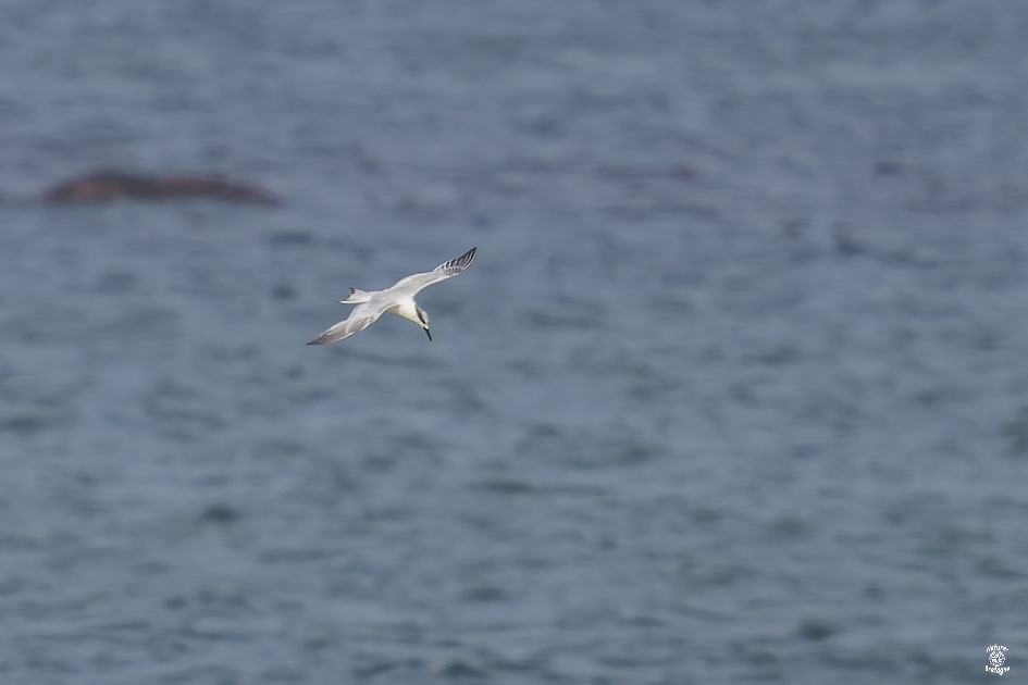 Sterne de Forster adulte ; Guiss�ny, Finist�re ; le 2 novembre 2024 ; photos : Jean-Michel Lucas.