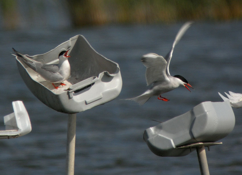 Couples nichant dans des demi-bidons en plastique monts sur des piquets ; tang de Trunvel, Trogat (Finistre-Sud), 15 juin 2009, photo Franois Sit.