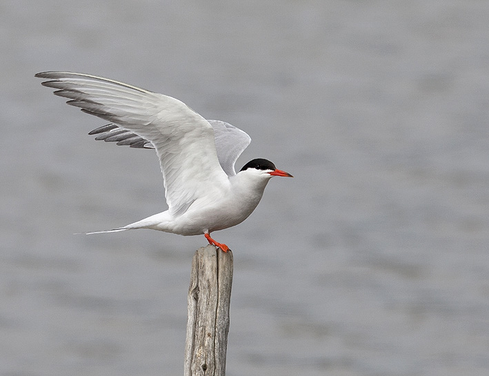 Adulte, Marais de Lasn (Saint-Armel, Morbihan), 31 mai 2013, photo Jean-Michel Lucas.