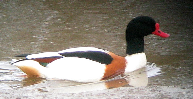 Mle en plumage nuptial, Penz (29), fvrier 2007. Photo Franois Sit.