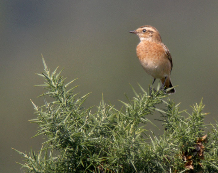 Migrateur, landes du Cragou, Plougonven (Finistre), 2 septembre 2011, photo Franois Sit.