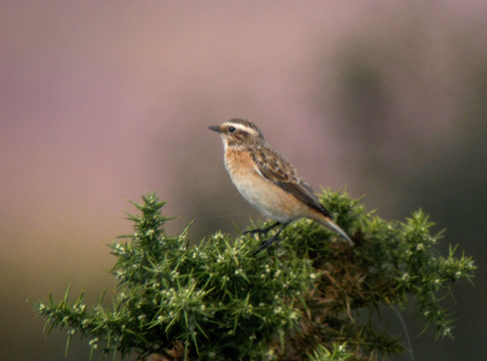 Mle en migration, landes du Cragou, Plougonven (Finistre), 2 septembre 2011, photo Franois Sit.