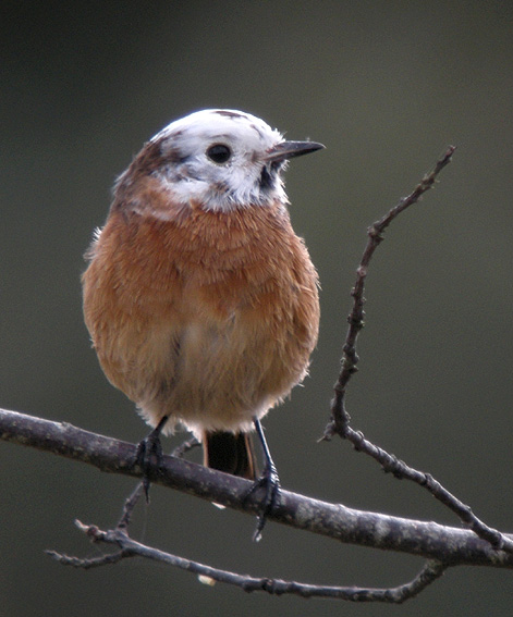 Tarier ptre leucique ( tte blanche), landes du Cragou, Plougonven (Finistre), 7 septembre 2011, photo Franois Sit.