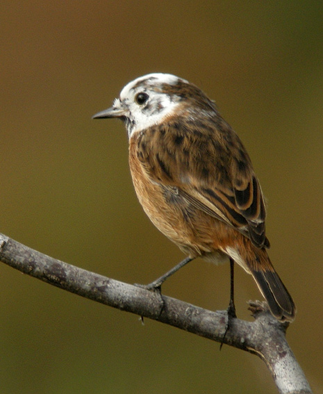 Tarier ptre leucique ( tte blanche), landes du Cragou, Plougonven (Finistre), 7 septembre 2011, photo Franois Sit.