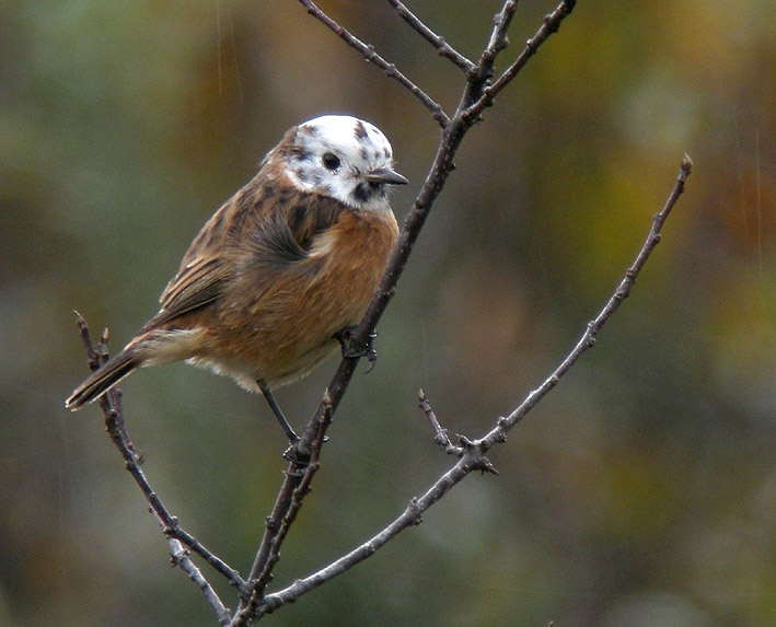 Tarier ptre leucique ( tte blanche), landes du Cragou, Plougonven (Finistre), 10 septembre 2011, photo Franois Sit.