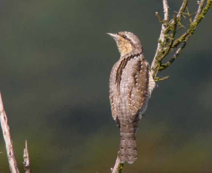 Migrateur, landes du Cragou, Plougonven (Finistre), 01 septembre 2011, photo Franois Sit.