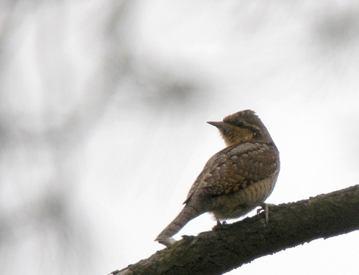 Migrateur, landes du Cragou, Plougonven (Finistre), 03 septembre 2011, photo Franois Sit.