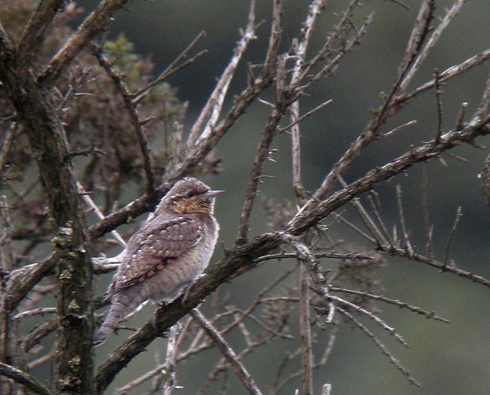 Migrateur, landes du Cragou, Plougonven (Finistre), 03 septembre 2011, photo Franois Sit.