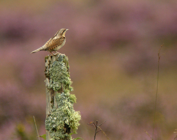 Migrateur, landes du Cragou, Plougonven (Finistre), 09 septembre 2011, photo Franois Sit.