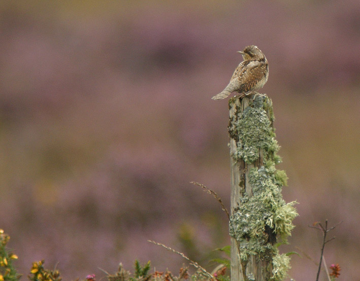 Migrateur, landes du Cragou, Plougonven (Finistre), 09 septembre 2011, photo Franois Sit.