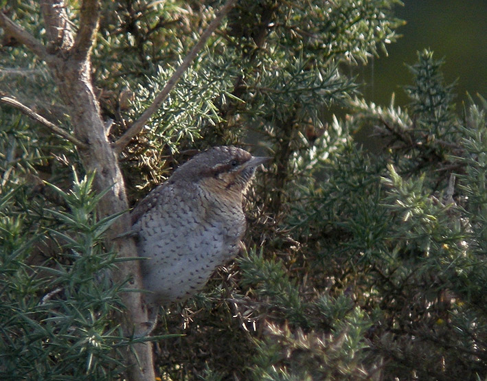 Migrateur, landes du Cragou, Plougonven (Finistre), 13 septembre 2011, photo Franois Sit.