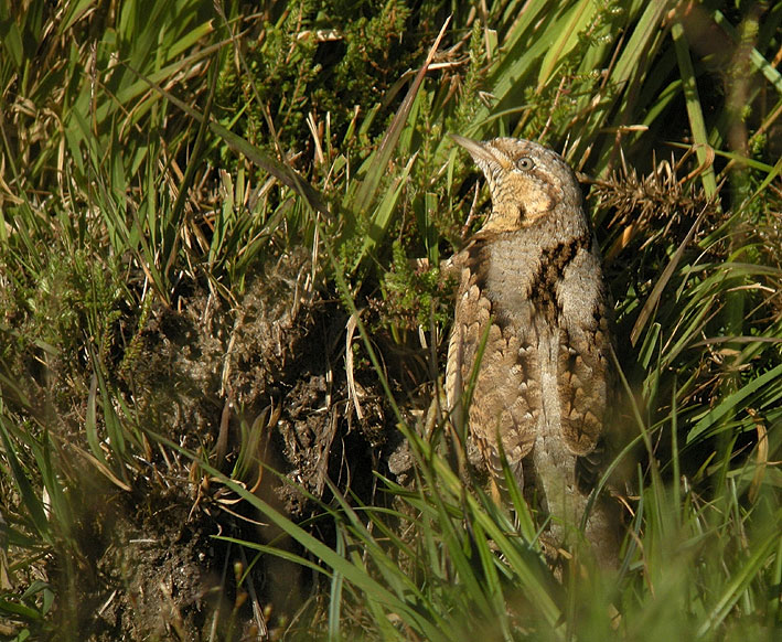 Migrateur, landes du Cragou, Le Clotre-Saint-Thgonnec (Finistre), 05 septembre 2012, photo Franois Sit.