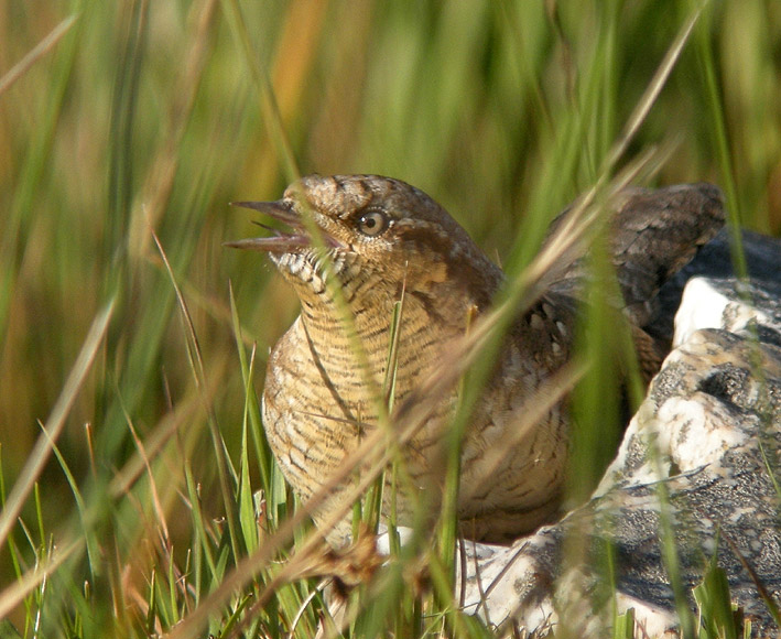 Migrateur, landes du Cragou, Le Clotre-Saint-Thgonnec (Finistre), 05 septembre 2012, photo Franois Sit.