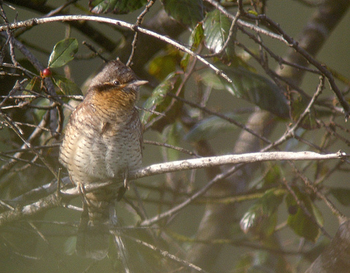 Migrateur, landes du Cragou, Plougonven (Finistre), 31 aot 2012, photo Franois Sit.