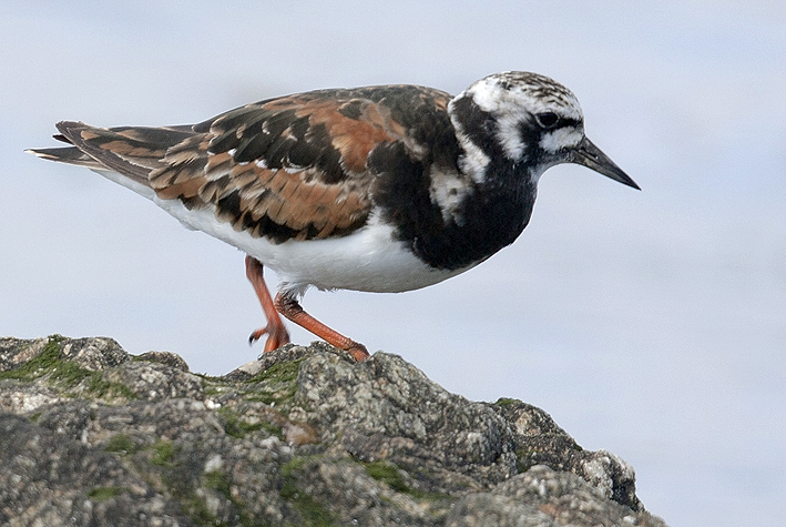 Adulte en plumage nuptial, Penvins (Morbihan), le 7 juin  2017, photo : Jean-Michel Lucas.