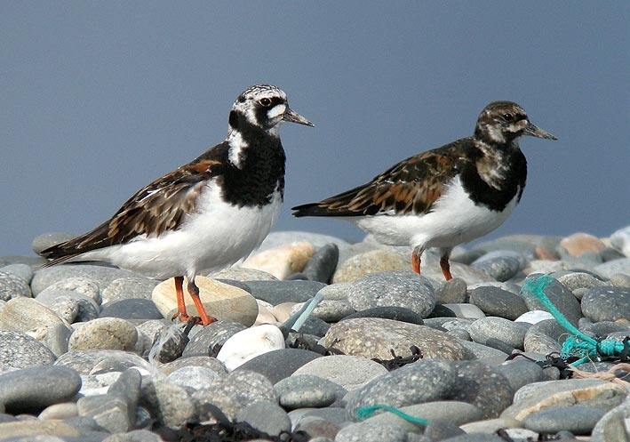 Plumage nuptial ( gauche), Trunvel, Trogat (Finistre-Sud), 18 mai 2009, photo Franois Sit.