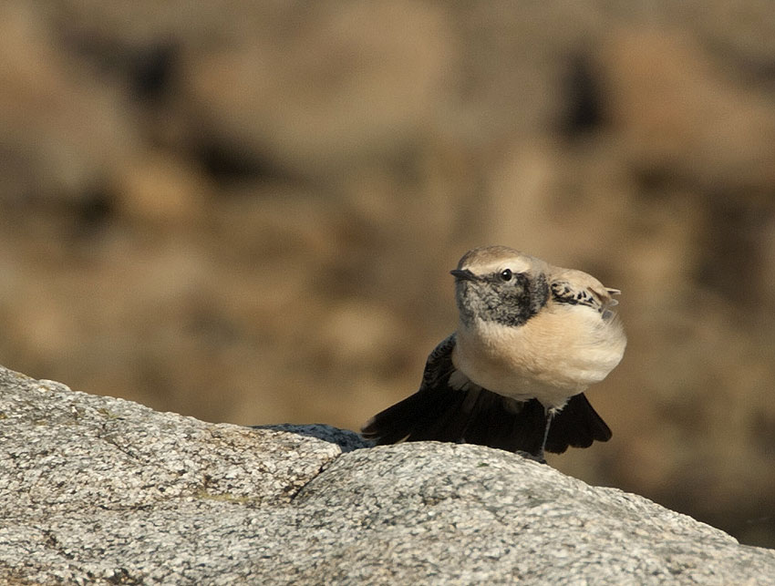 Jeune mle en plumage d'hiver, Sillon de Talbert, Pleubian (Ctes-d'Armor), 23 novembre 2011, photo Jean-Michel Lucas.