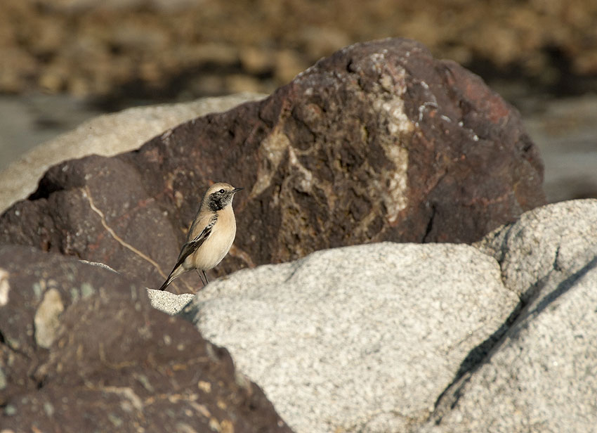 Jeune mle en plumage d'hiver, Sillon de Talbert, Pleubian (Ctes-d'Armor), 23 novembre 2011, photo Jean-Michel Lucas.