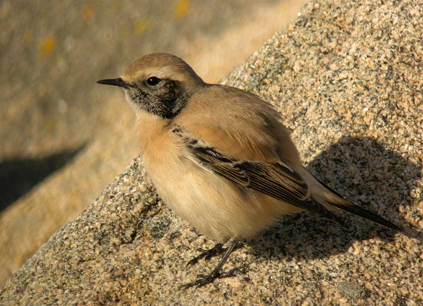 Jeune mle en plumage d'hiver, Sillon de Talbert, Pleubian (Ctes-d'Armor), 23 novembre 2011, photo Franois Sit.