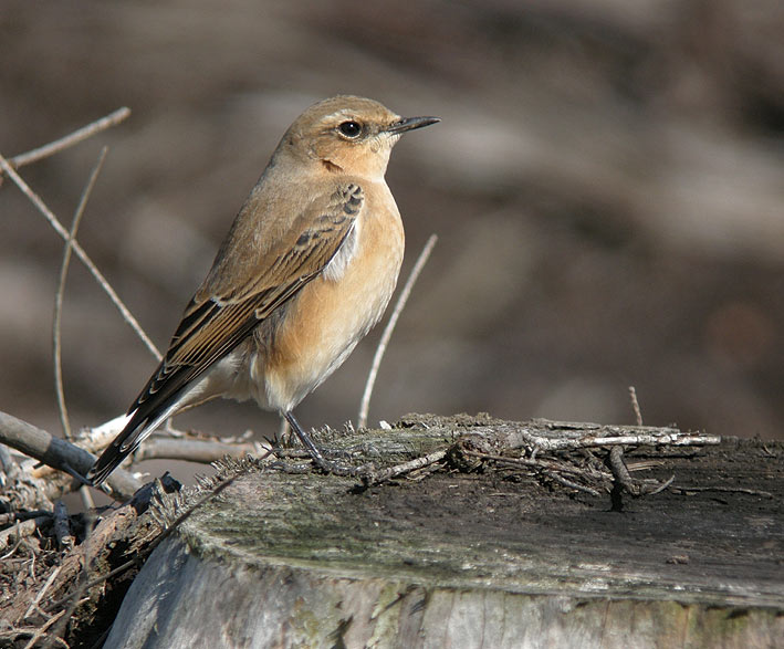 Juvnile, landes du Cragou, Plougonven (Finistre), 4 septembre 2011, photo Franois Sit.