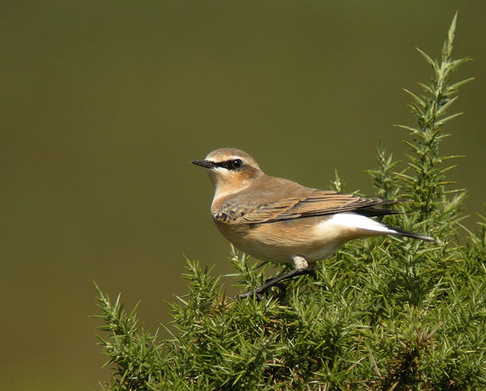 Mle en plumage internuptial, landes du Cragou, Plougonven (Finistre), 4 septembre 2011, photo Franois Sit.