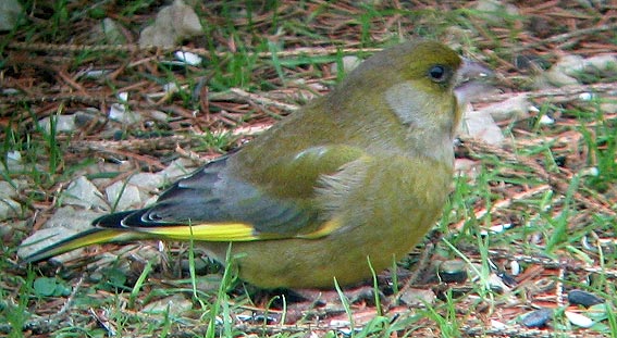 Mle, Kergreis, Plougonven (29), janvier 2006. Photo Franois Sit.