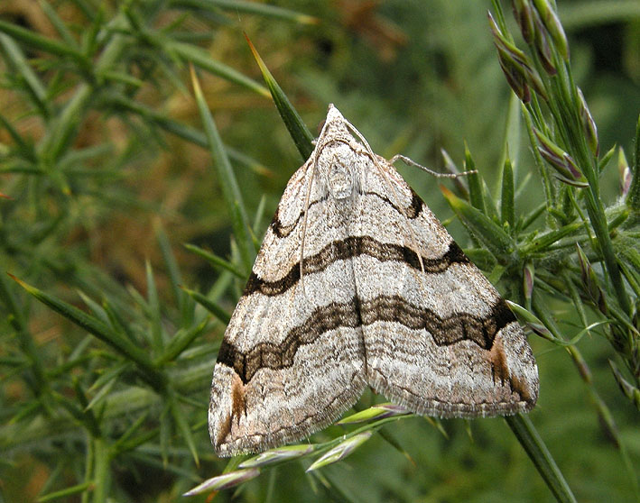 Landes du Cragou, Plougonven (Finistre), 25 aot 2013, photo Franois Sit.