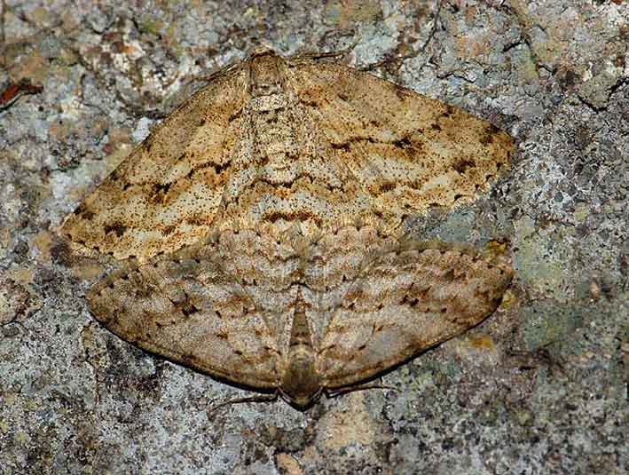 Accouplement, Loguivy, Lannion (Ctes-d'Armor), 12 mars 2009, photo Brigitte Lorella.