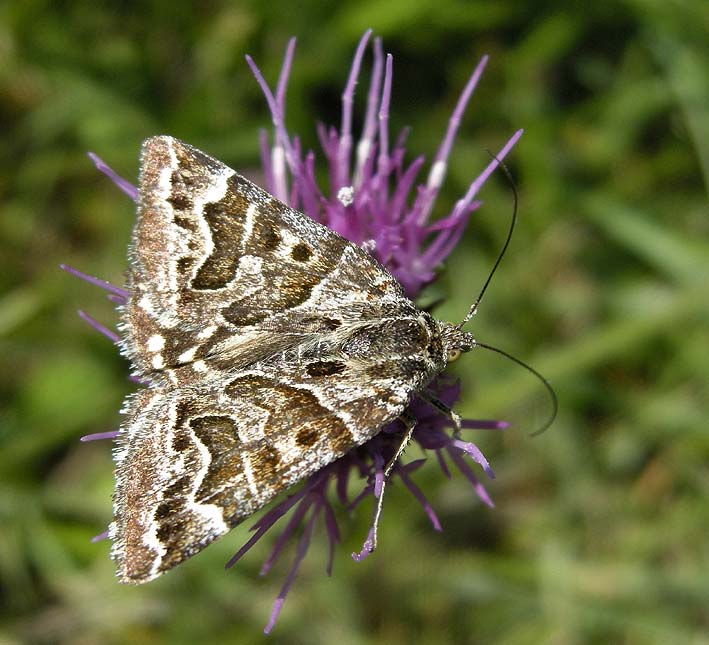 Prairie de Kergreis, Plougonven (29), 7 juin 2008, photo Franois Sit.