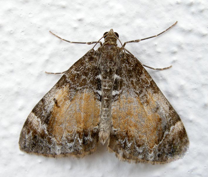 Chloroclysta truncata forme rufescens, Kergreis, Plougonven (Finistre), 21 septembre 2008, photo Franois Sit.