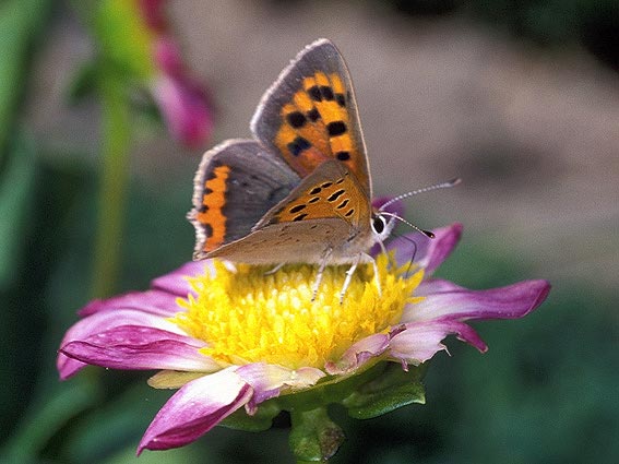 Trlvern (22), jardin, 12 septembre 2001. Photo : Brigitte Lorella.