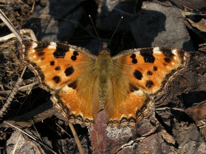 Imago ayant hibern, Prairie de Kergreis, Cragou, Plougonven (Finistre), 21 mars 2011, photo Franois Sit.