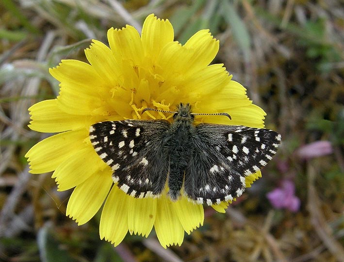 Prairie de Kergreis, Plougonven (Finistre), 11 mai 2010, photo Franois Sit.