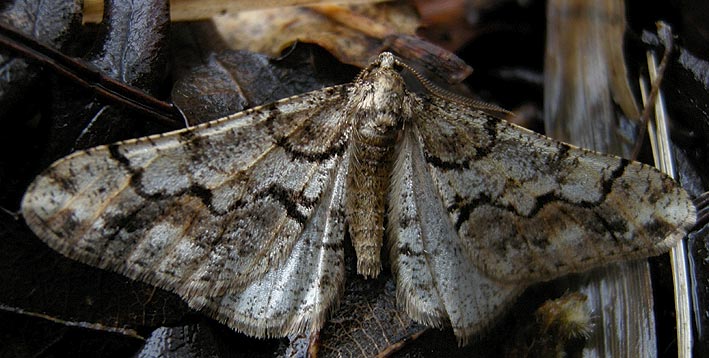 Mle, tourbire du Vergam, Plougonven (Finistre), 22 fvrier 2009, photo Franois Sit.