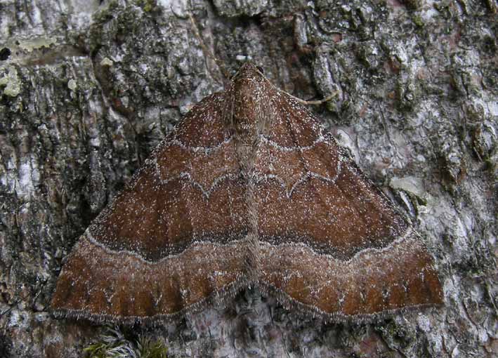 Kergreis, Plougonven (Finistre), 2 octobre 2009, photo Franois Sit.