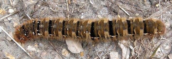 Chenille, landes tourbeuses, sources de l'Elorn, Saint-Rivoal (Finistre), 17 aot 2008, photo Franois Sit.