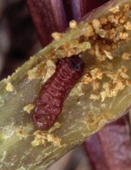 Larve dans une corolle de gentiane pneumonanthe.