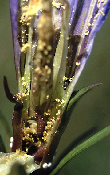 Larves dans une corolle de gentiane pneumonanthe.