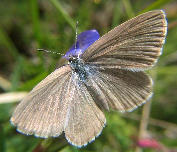 Femelle sur Gentiane pneumonanthe, Prat-ar-Mel, Lescouet-Gouarec (22), aot 2005, photo Franois Sit.