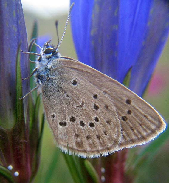 Femelle et pontes sur Gentianes pneumonanthes, Prat-ar-Mel, Lescouet-Gouarec (22), aot 2005, photo Franois Sit.