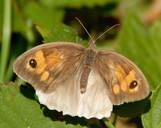 Femelle (hypochromie partielle aux ailes infrieures), prairie de Kergreis, Plougonven (29), 21 juillet 2008, photo Franois Sit.