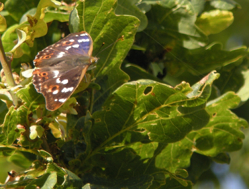 Mle, Vergam, Plougonven (Finistre), 20 juillet 2014, photos (digiscopie) : Franois Sit.