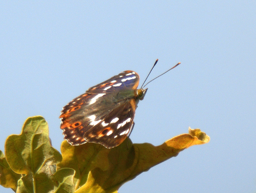 Mle, Vergam, Plougonven (Finistre), 20 juillet 2014, photos (digiscopie) : Franois Sit.