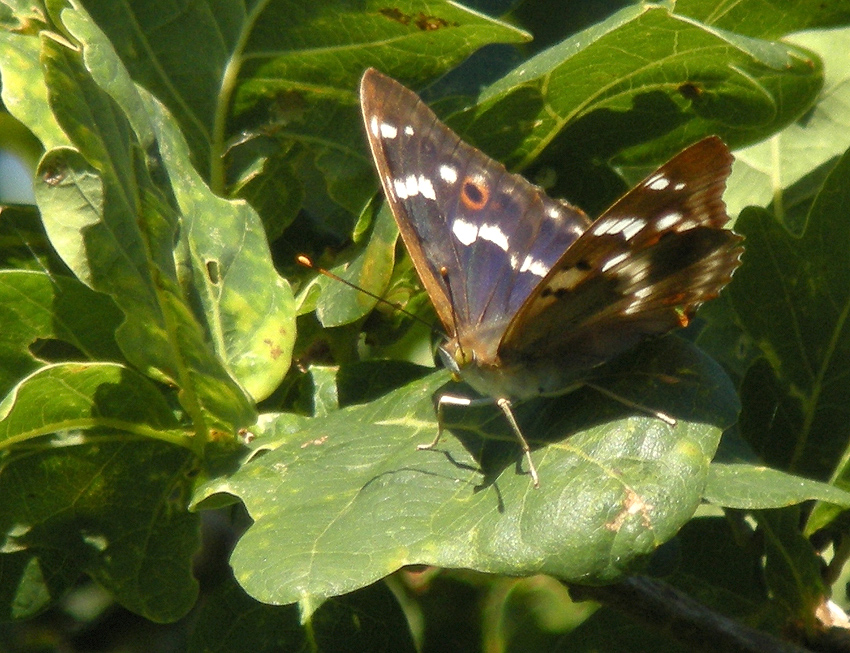 Mle, Vergam, Plougonven (Finistre), 21 juillet 2014, photos (digiscopie) : Franois Sit.