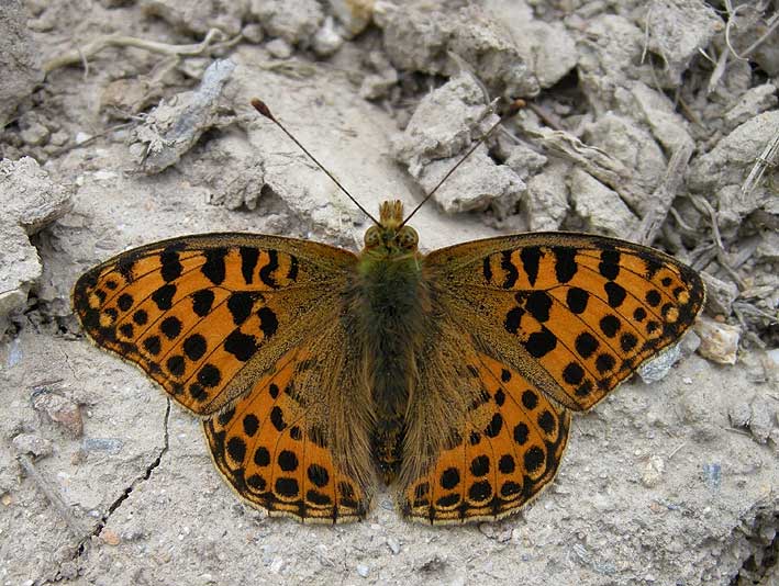 Cragou, Plougonven (Finistre), 24 aot 2011, photo Franois Sit.